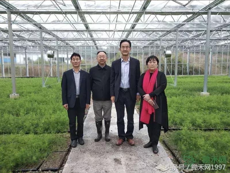 陈光宇宣传大棚芦笋种植技术视频,芦笋之父陈光宇