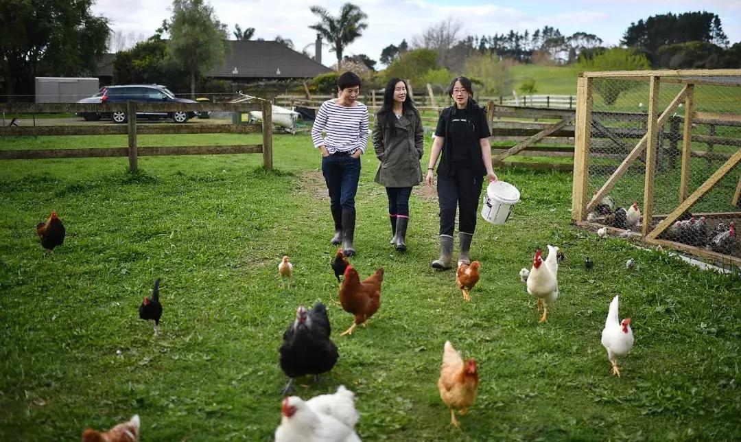 有超大草坪的庄园,大型生态农场庄园10万亩