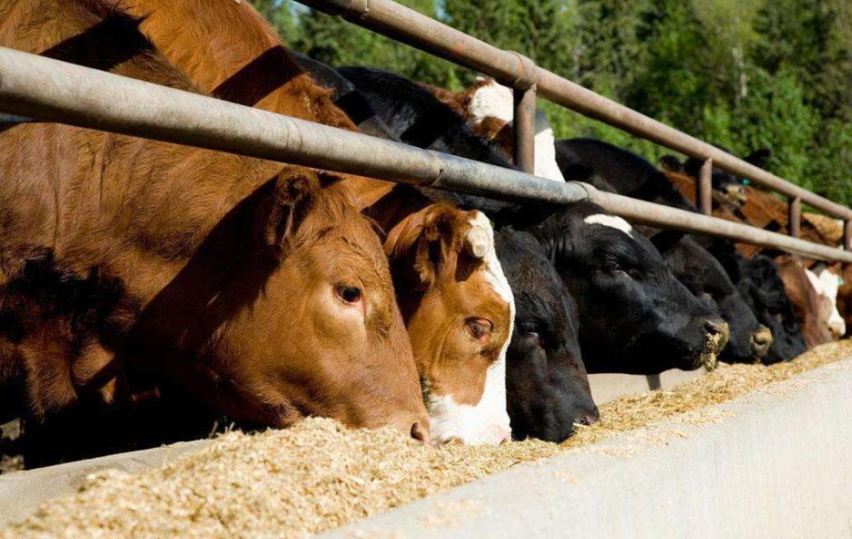 养牛最好的牧草排名,纯天然草场养牛轻松利润高