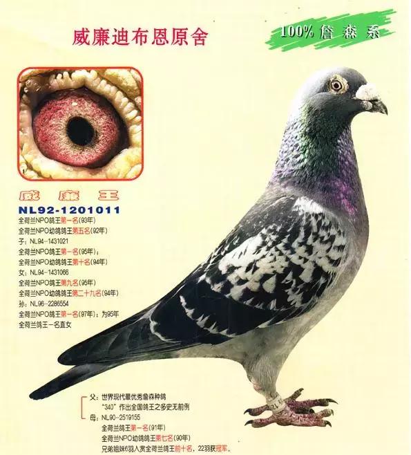 饲料控高峰，鸽脚冰冷是危险信号！