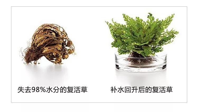 日本复活草面膜，给你的皮肤460倍深层补水……