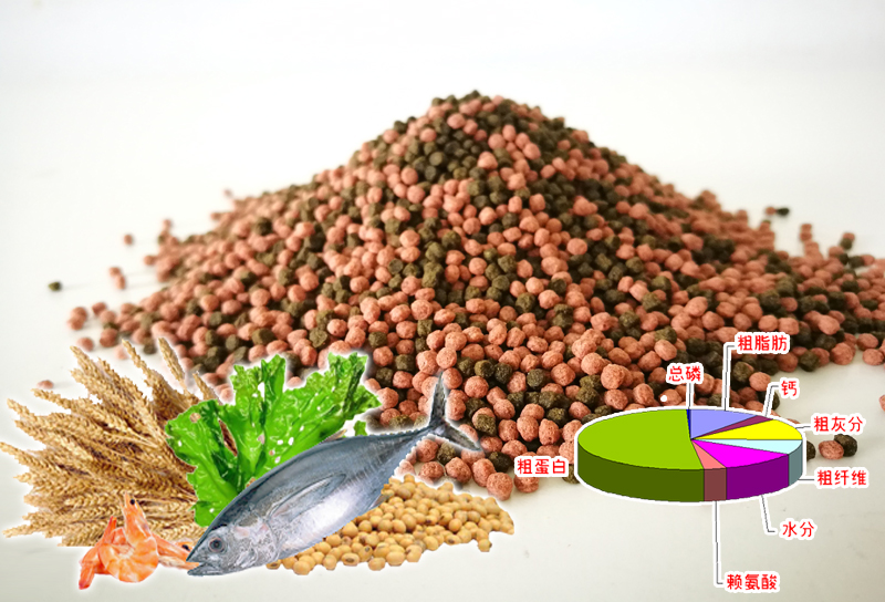 观赏鱼饲料好坏对鱼的影响,观赏鱼买什么饲料最好