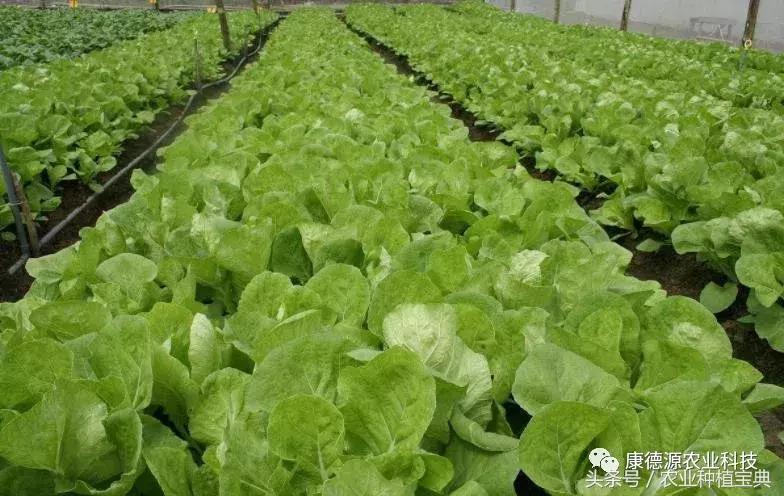 叶菜类蔬菜种植技术要点,叶菜类蔬菜种植技术要点总结