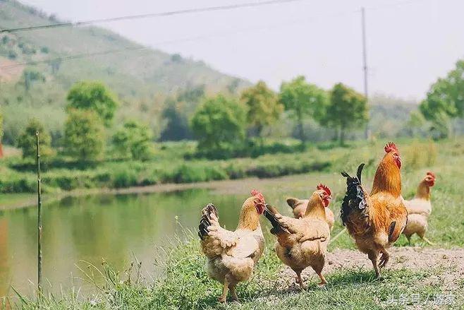 上海适合带孩子玩的农场,上海最好的亲子农场