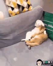 喝了含有壁虎尿的水会怎么样,关于隔夜水不能喝的搞笑辟谣