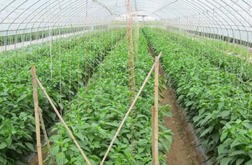 西红柿如何降低棚内的湿度,连续阴天大棚种植如何管理