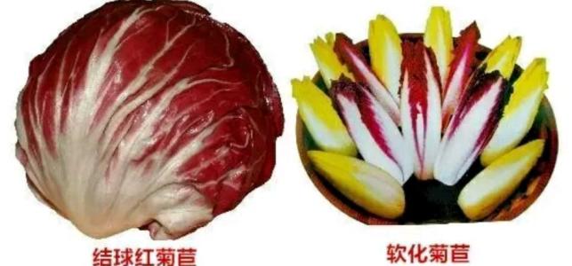 红菊苣种植时间和方法,红菊苣怎样种植