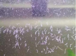 罗汉鱼缸有蛋白虫正常吗,鱼缸有蛋白虫是什么原因