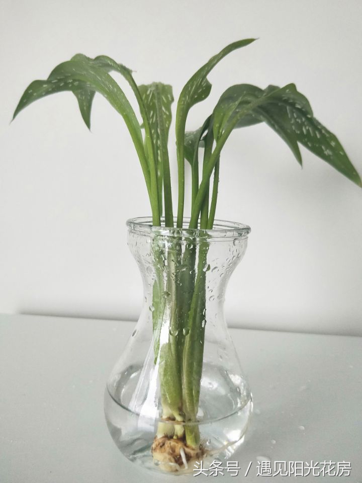 水培马蹄莲已生根发芽,马蹄莲如何水培