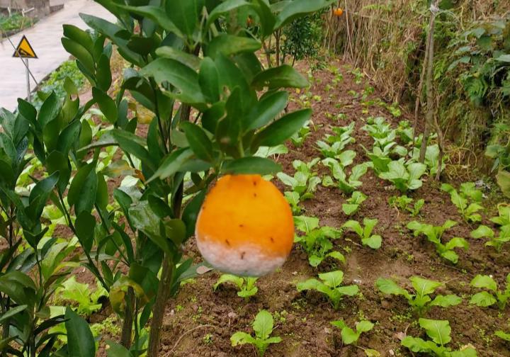 柑橘被虫害了怎么办,柑橘果实蝇危害