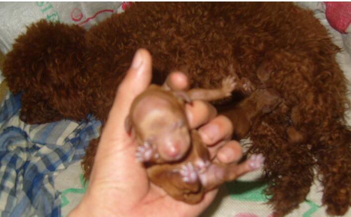 生宝宝的过程很痛苦,生宝宝的过程记录肚子的变化