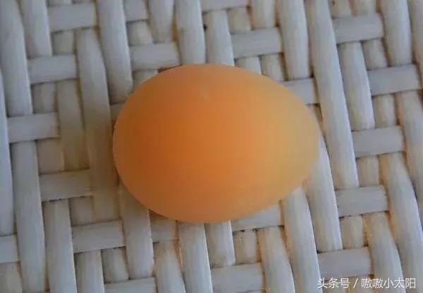 产蛋高峰期掉毛是什么原因,鸡蛋产蛋期常见的问题