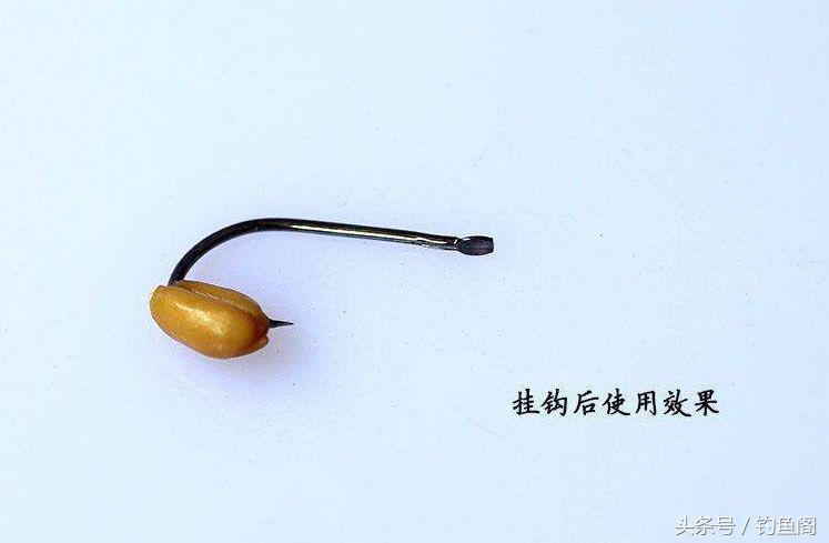 巧用麦子钓鱼，鲫鲤都来报道，做好这3个步骤天气再冷也不空军！