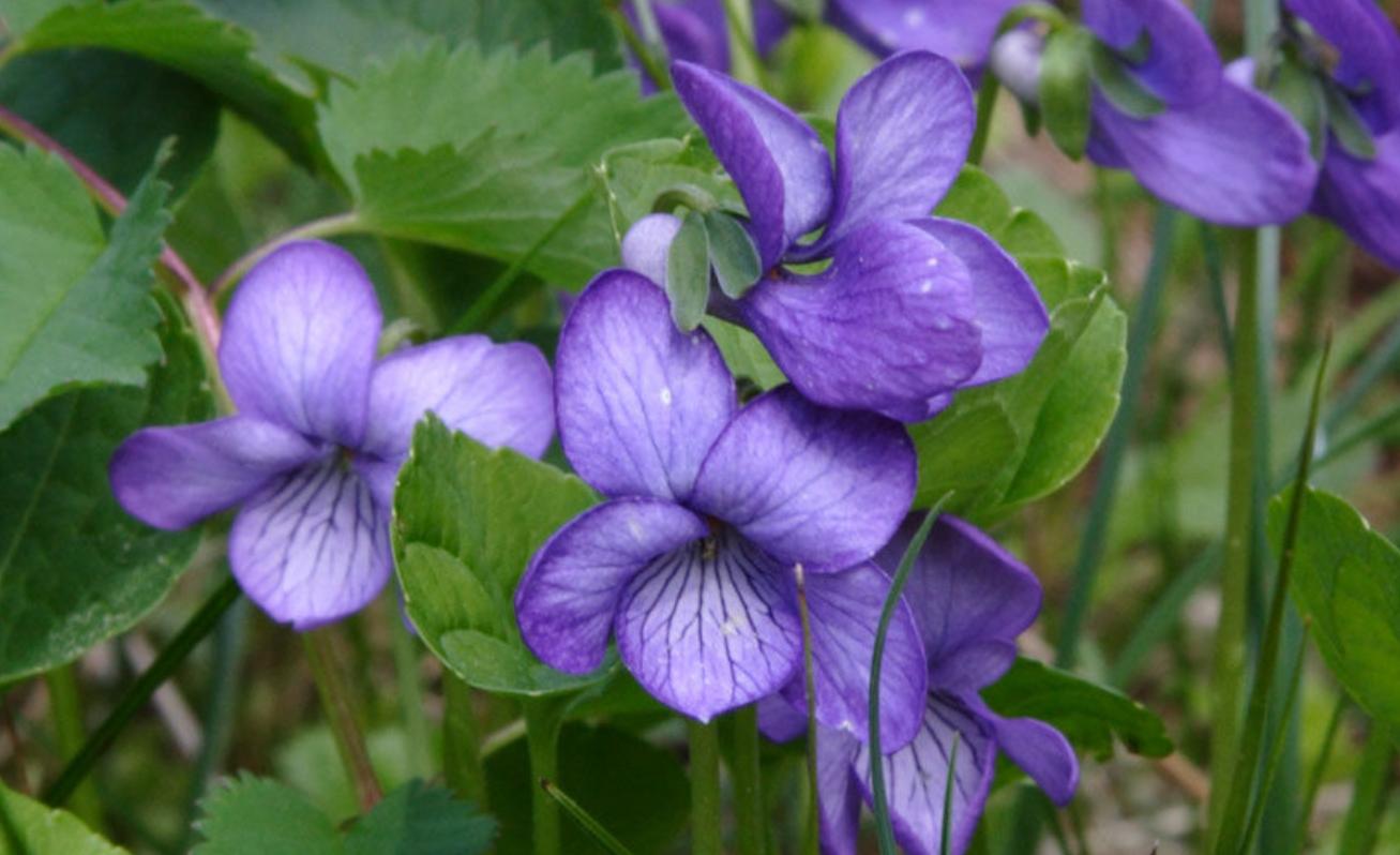 紫罗兰开花的正确方法,重瓣紫罗兰如何种植的