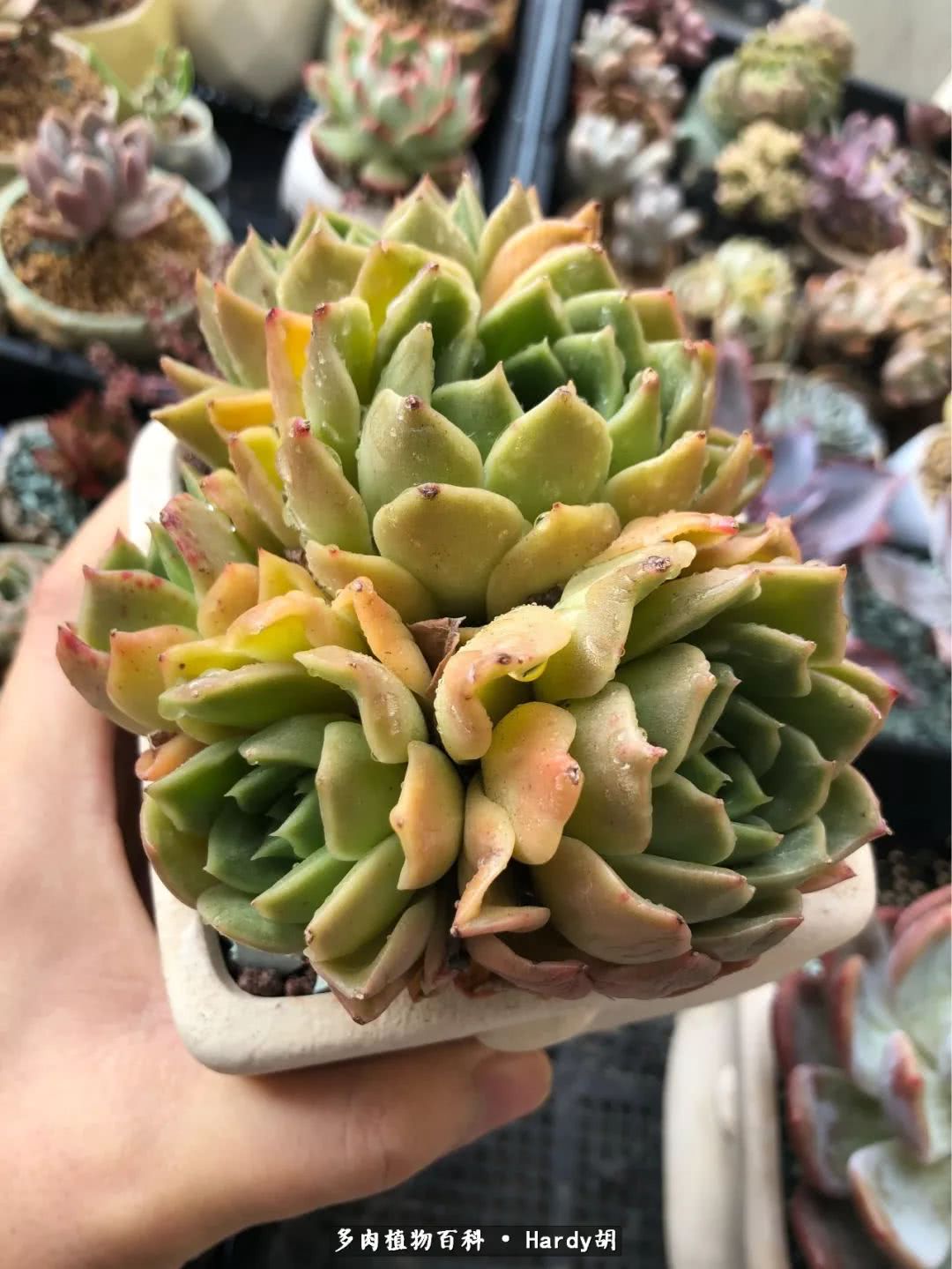 别人家的奶爸,别人家的多肉!一枚窗台*党**的多肉进阶之路!