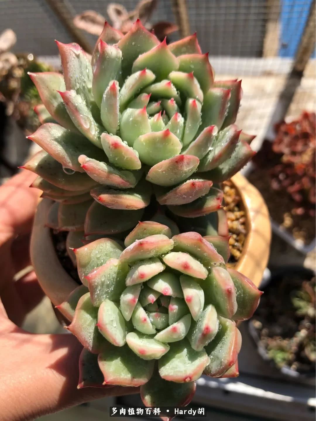 别人家的奶爸,别人家的多肉!一枚窗台*党**的多肉进阶之路!