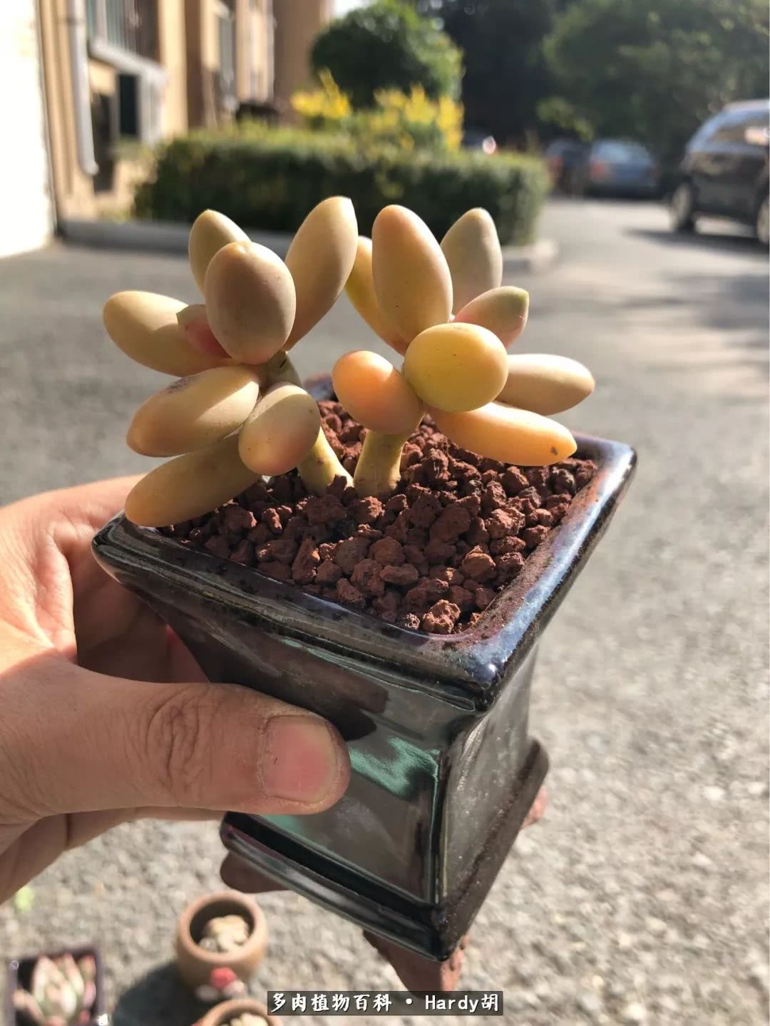 别人家的奶爸,别人家的多肉!一枚窗台*党**的多肉进阶之路!