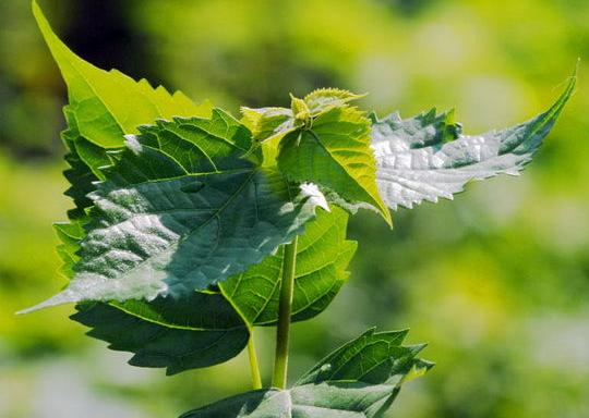 广西有神仙豆腐树吗,神仙豆腐是什么树学名怎么叫