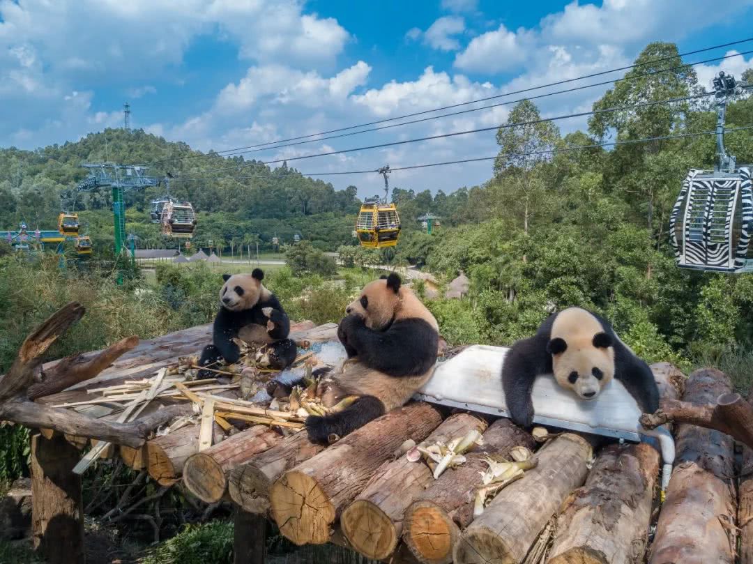 动物园万圣节里面有什么,万圣节动物王国