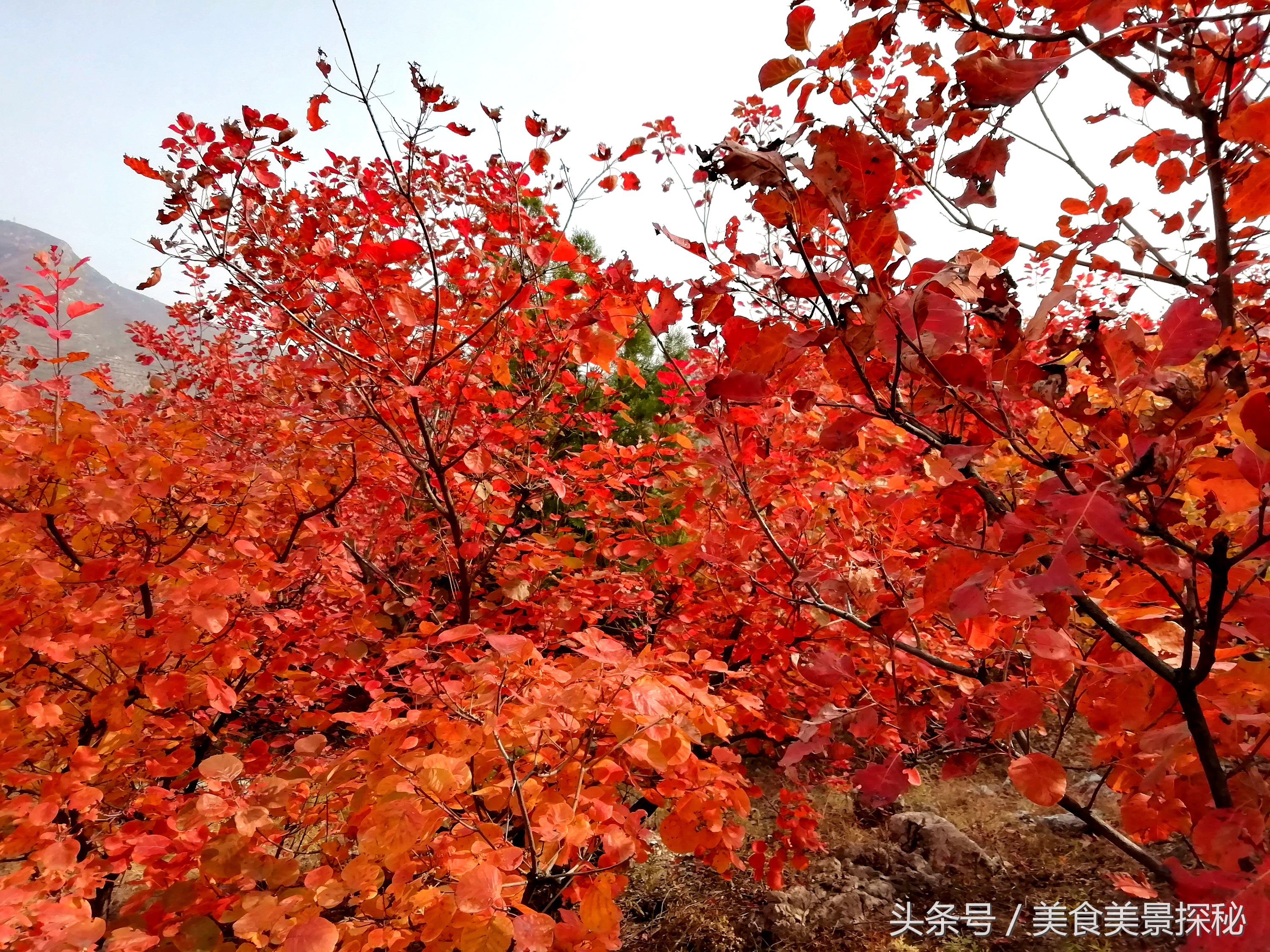 赏红叶何须去香山,赏红叶除了香山还能去哪
