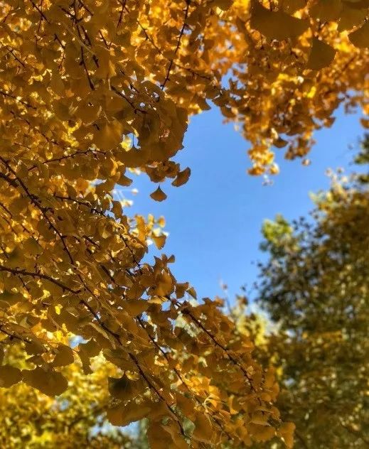 去一些风景美的地方,又到了欣赏银杏的季节治愈系风景