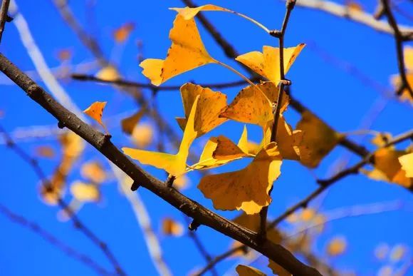 去一些风景美的地方,又到了欣赏银杏的季节治愈系风景