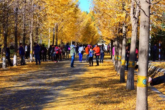 去一些风景美的地方,又到了欣赏银杏的季节治愈系风景