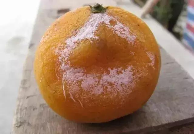 柑橘的病害图片大全及防治,柑橘的病害图谱及防治措施