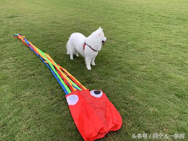 秋天妈妈带萨摩耶去草场玩，软糖和柯基玩嗨直接累趴，软糖：腿短