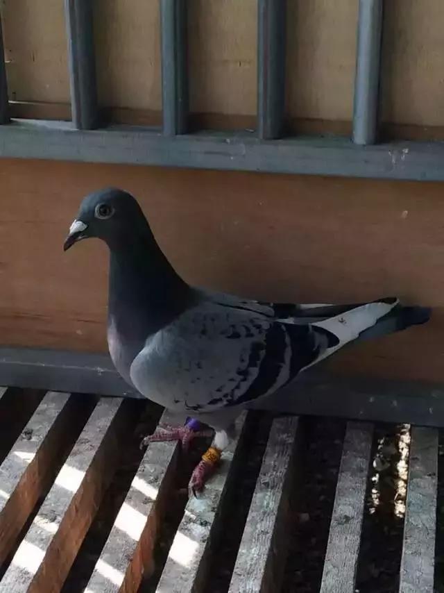 赛鸽常见病大全快快来收藏！