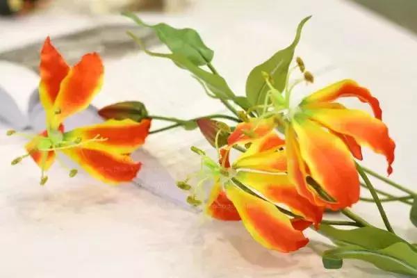 50种鲜切花花语大全，一定有你不知道的，赶紧收藏吧！