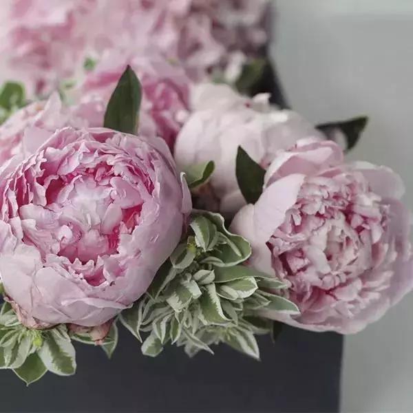 50种鲜切花花语大全，一定有你不知道的，赶紧收藏吧！