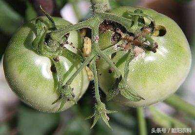 一款好用的杀虫药,国内口碑最好的杀虫药