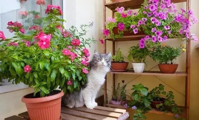 花卉冬天给根部保暖能安全越冬吗,冬天花卉塑料袋保暖方法