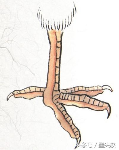 禽鸟脚爪结构图大全,鸟爪子的画法和技巧