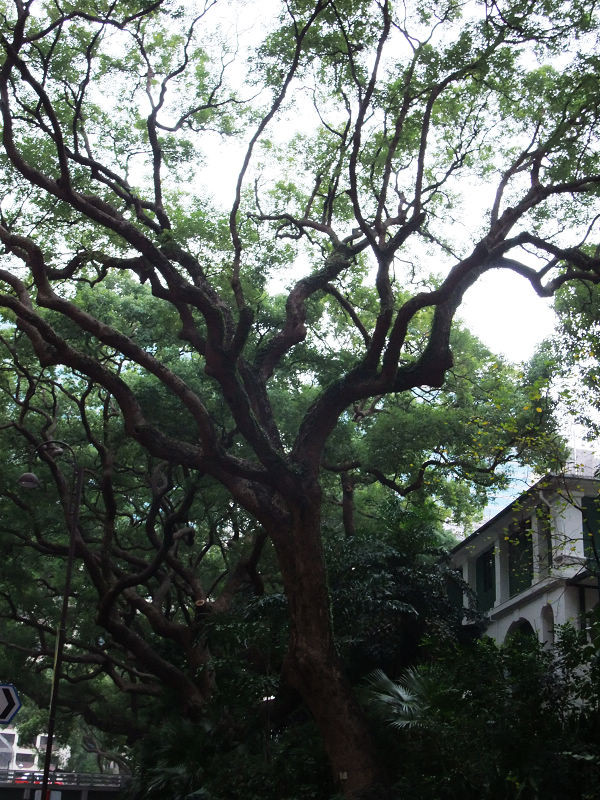 穷驴旅游,港囧游香港