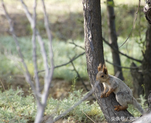 天南地北看松鼠还是太白松鼠美