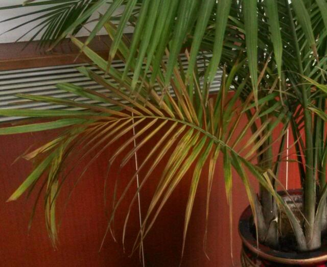 凤尾竹叶子发白黄叶咋回事,盆景凤尾竹叶子发黄干枯如何补救