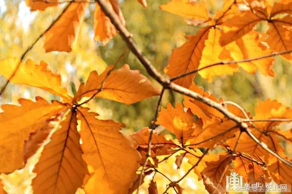 哈尔滨高校打卡,哈尔滨的风向标著名打卡地