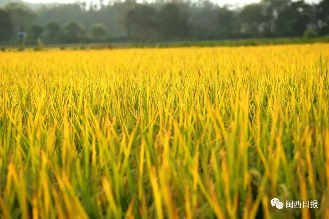 龙岩这个“生态粮仓”美翻了，还是中科院研究基地！