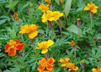 各国花图片,各国花大全