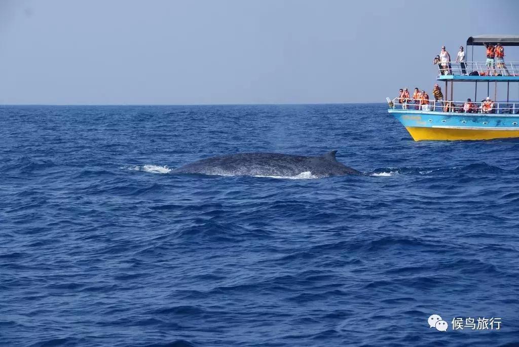 出海看到蓝鲸的感受是什么,当你下海看见一只虎鲸感觉是什么