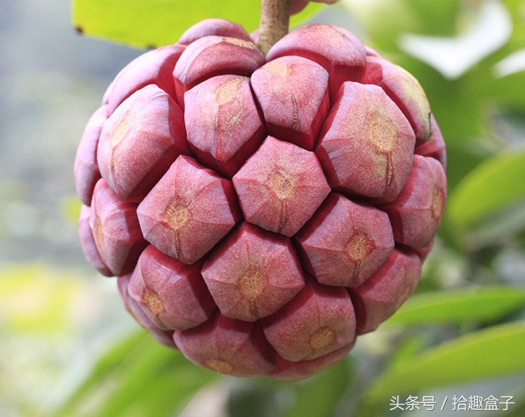 海贼王路飞吃过第二颗恶魔果实,海贼王里所有的恶魔果实