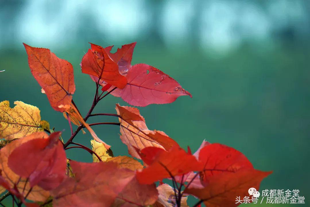 金堂秋色,秋天金堂十大必去景点
