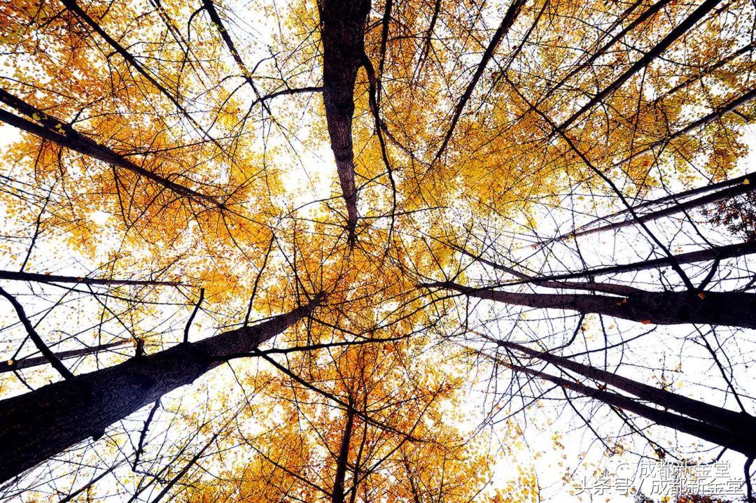 金堂秋色,秋天金堂十大必去景点