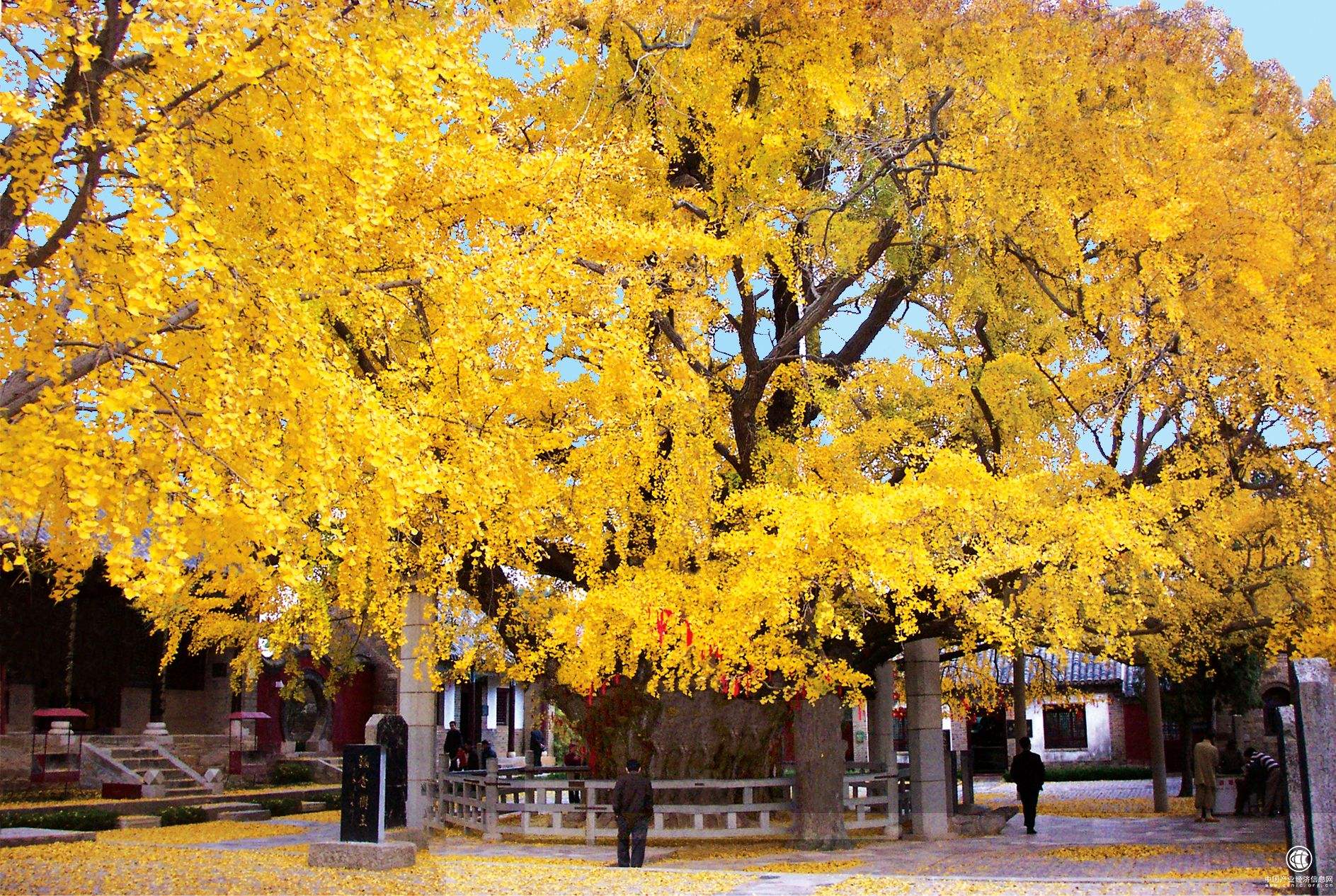 中国十大千年古树，你知道是什么吗？