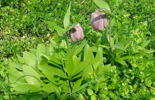 中药材川贝母价格,中药材川贝母
