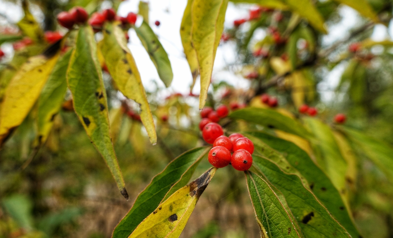 北京昌平金秋风景,昌平金秋周边一日游最佳攻略
