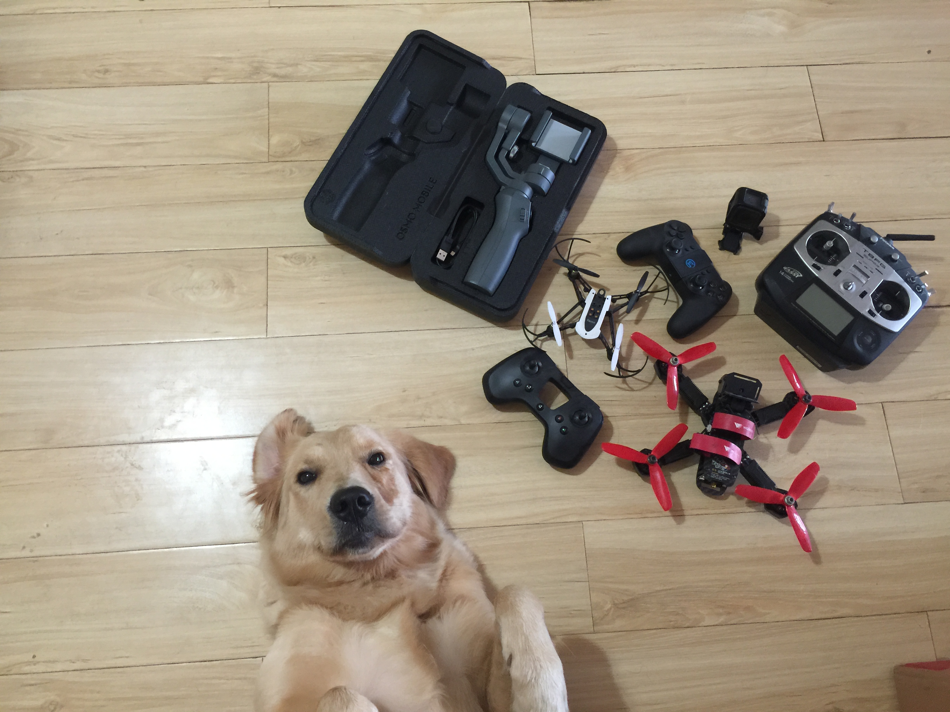 狗子摔了一跤会有问题吗,宠物狗摔了一下