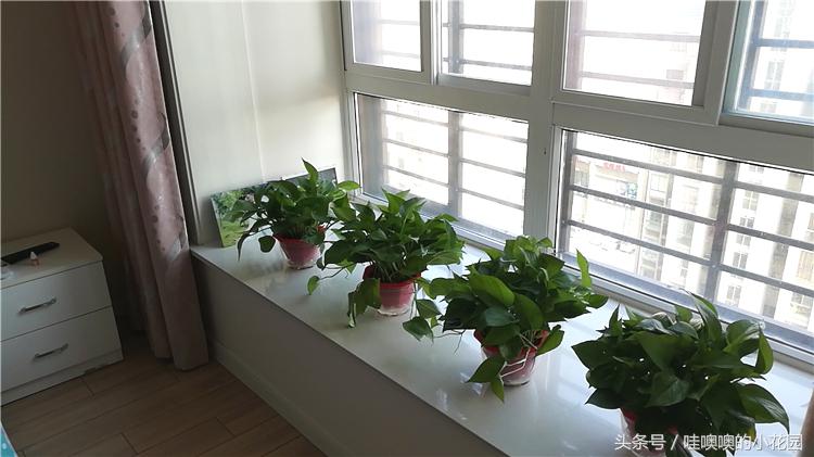 发财树掉枝,发财树搬到新家马上就黄叶了